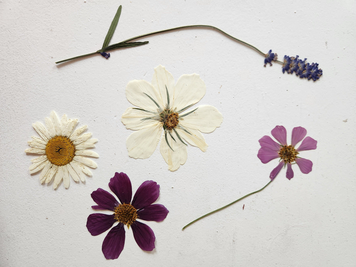 {Workshop} The Preserved Garden: Flower Pressing for Art and Collage  | JUNE 8