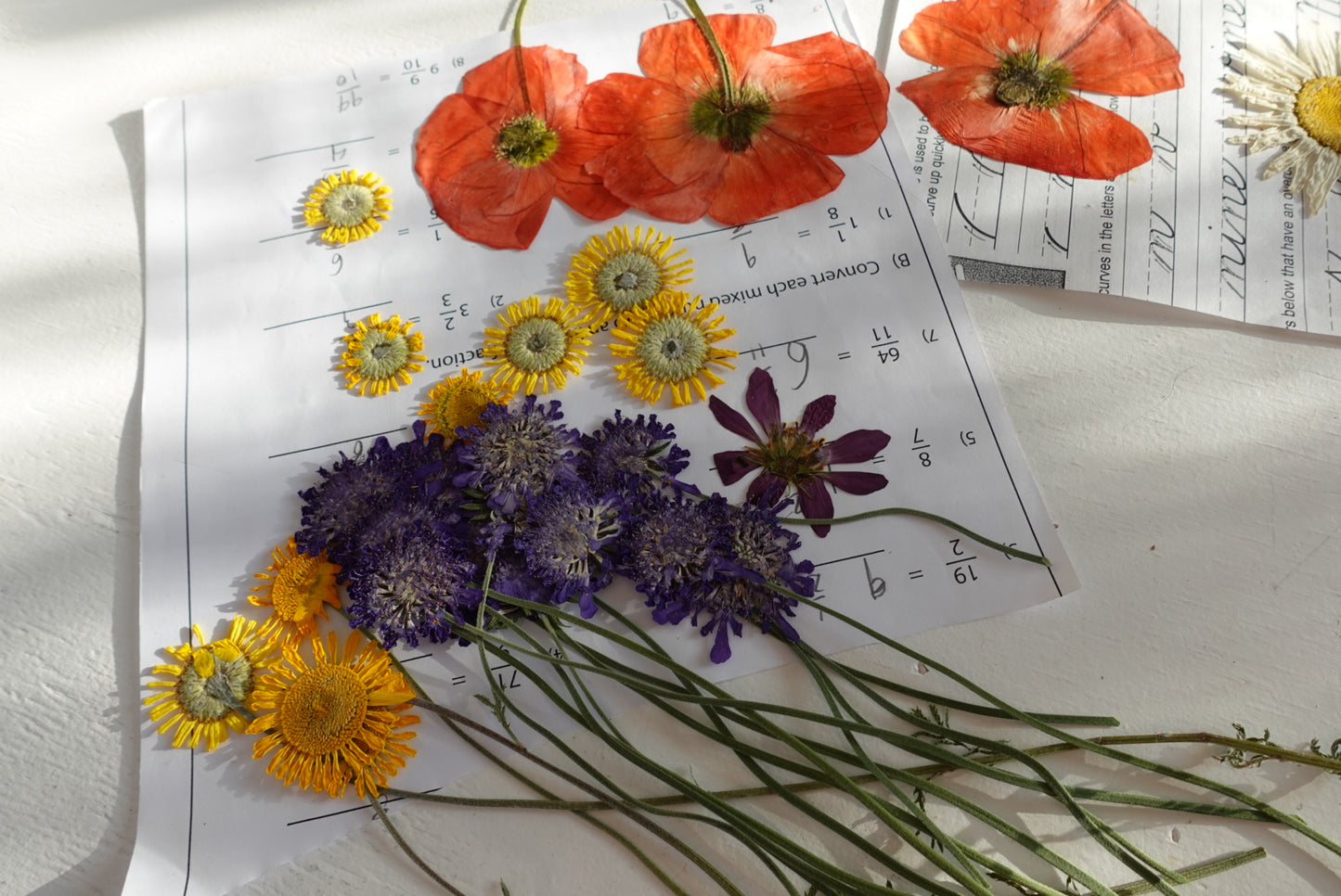 {Workshop} The Preserved Garden: Flower Pressing for Art and Collage  | JUNE 8