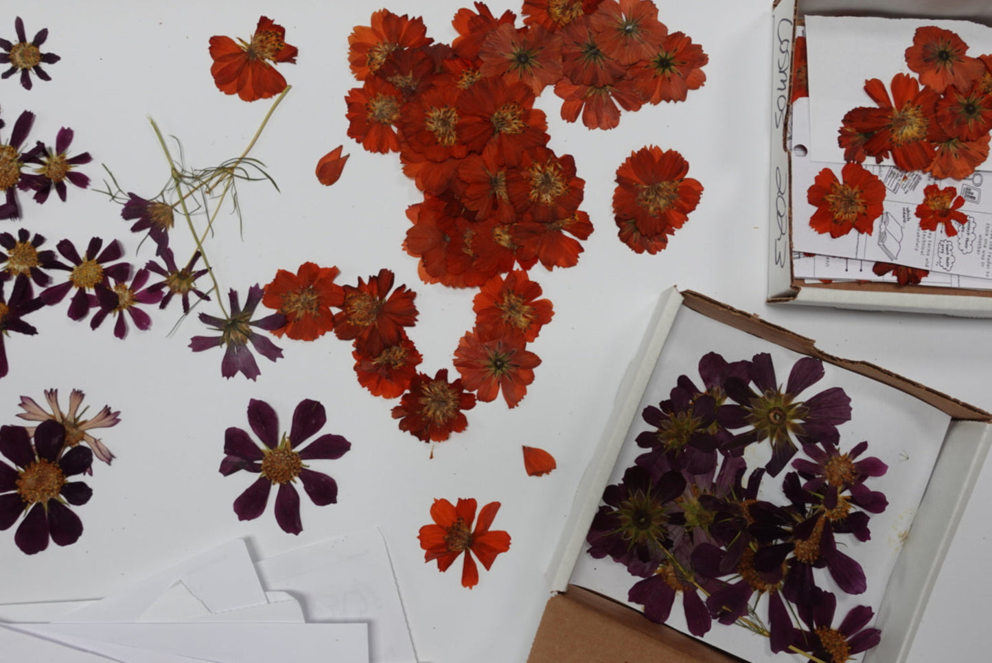 {Workshop} The Preserved Garden: Flower Pressing for Art and Collage  | JUNE 8